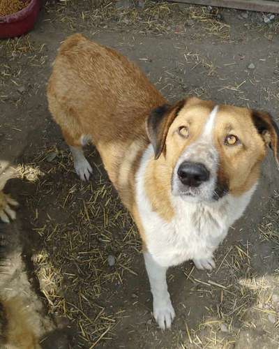 Tierschutzhunde suchen ein Zuhause-Beitrag-Bild