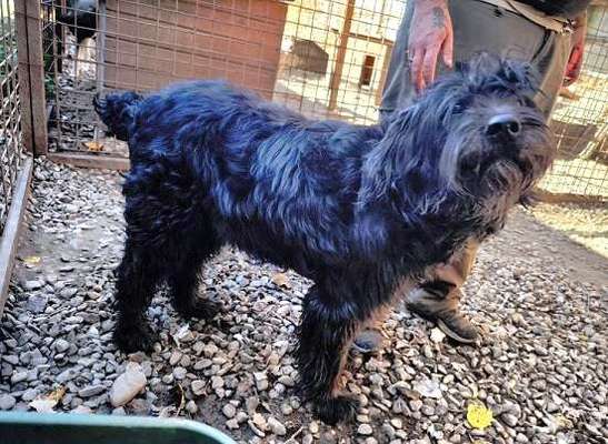 Tierschutzhunde suchen ein Zuhause-Beitrag-Bild