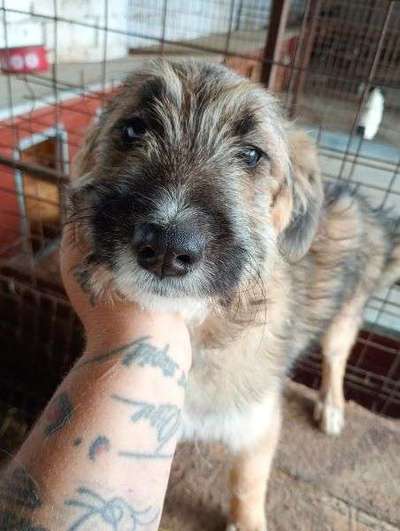 Tierschutzhunde suchen ein Zuhause-Beitrag-Bild