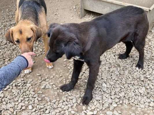Tierschutzhunde suchen ein Zuhause-Beitrag-Bild