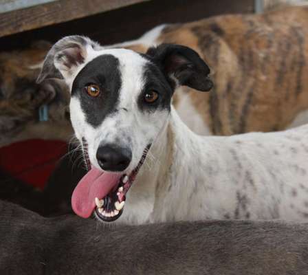 Tierschutzhunde suchen ein Zuhause-Beitrag-Bild