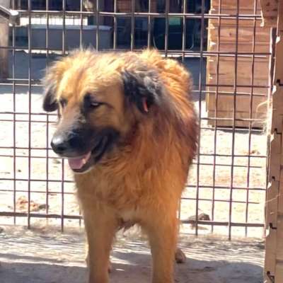 Tierschutzhunde suchen ein Zuhause-Beitrag-Bild