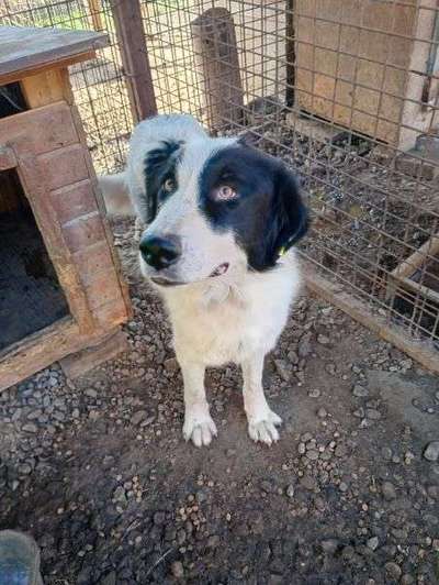 Tierschutzhunde suchen ein Zuhause-Beitrag-Bild