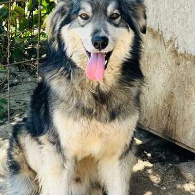 Tierschutzhunde suchen ein Zuhause-Beitrag-Bild