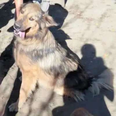 Tierschutzhunde suchen ein Zuhause-Beitrag-Bild