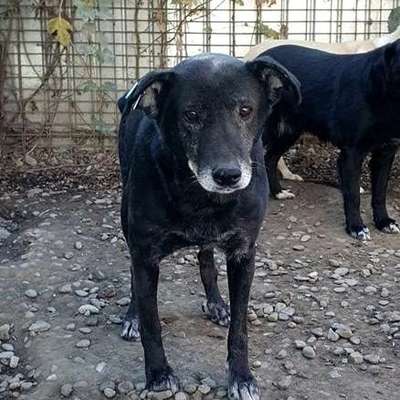 Tierschutzhunde suchen ein Zuhause-Beitrag-Bild