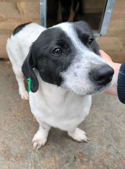 Tierschutzhunde suchen ein Zuhause-Beitrag-Bild