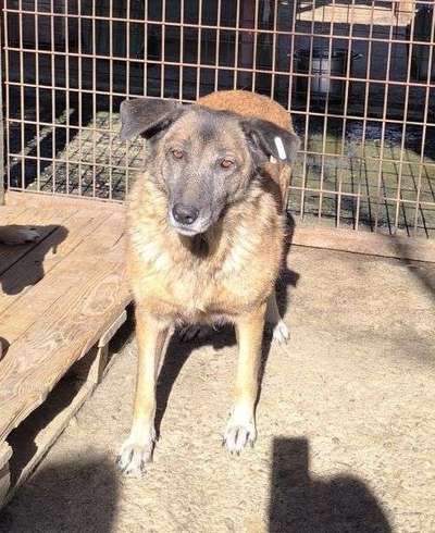 Tierschutzhunde suchen ein Zuhause-Beitrag-Bild
