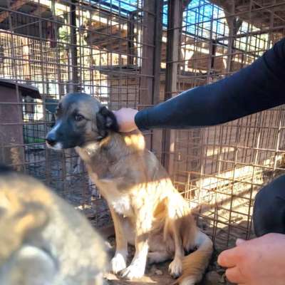 Tierschutzhunde suchen ein Zuhause-Beitrag-Bild