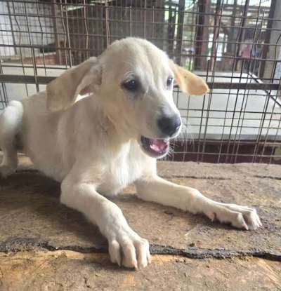 Tierschutzhunde suchen ein Zuhause-Beitrag-Bild