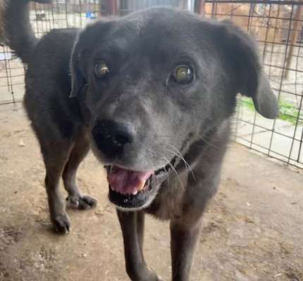 Tierschutzhunde suchen ein Zuhause-Beitrag-Bild