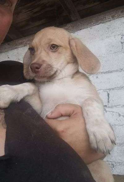 Tierschutzhunde suchen ein Zuhause-Beitrag-Bild