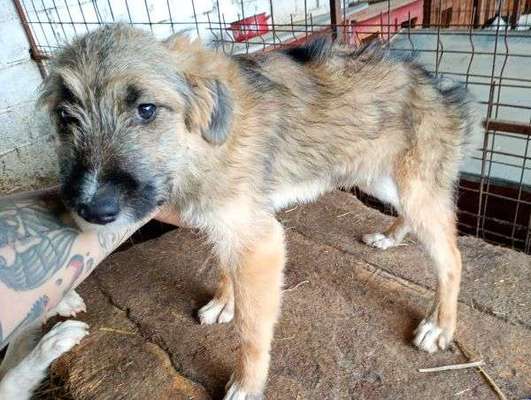 Tierschutzhunde suchen ein Zuhause-Beitrag-Bild