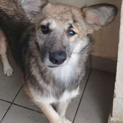 Tierschutzhunde suchen ein Zuhause-Beitrag-Bild