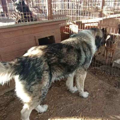 Tierschutzhunde suchen ein Zuhause-Beitrag-Bild