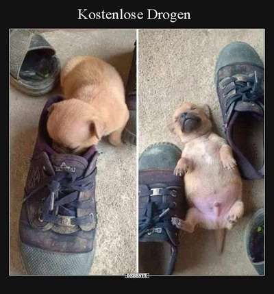 Hunde Memes-Beitrag-Bild