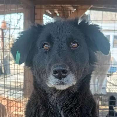 Tierschutzhunde suchen ein Zuhause-Beitrag-Bild