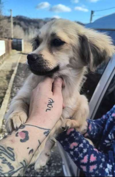 Tierschutzhunde suchen ein Zuhause-Beitrag-Bild