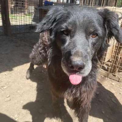 Tierschutzhunde suchen ein Zuhause-Beitrag-Bild