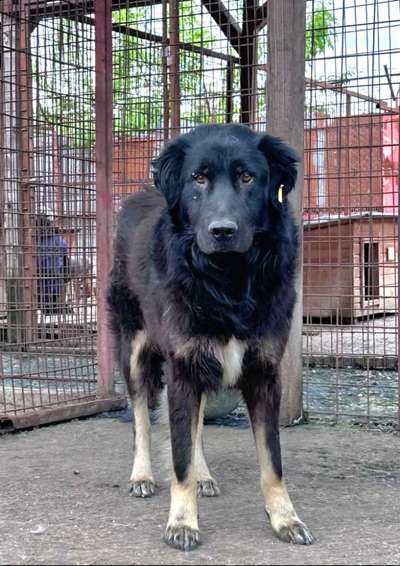 Tierschutzhunde suchen ein Zuhause-Beitrag-Bild
