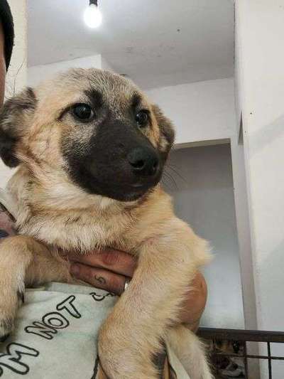 Tierschutzhunde suchen ein Zuhause-Beitrag-Bild