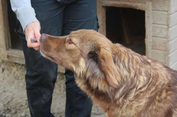 Tierschutzhunde suchen ein Zuhause-Beitrag-Bild