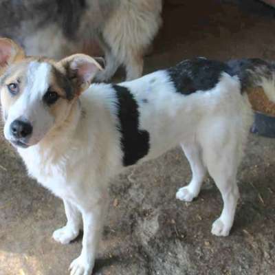 Tierschutzhunde suchen ein Zuhause-Beitrag-Bild