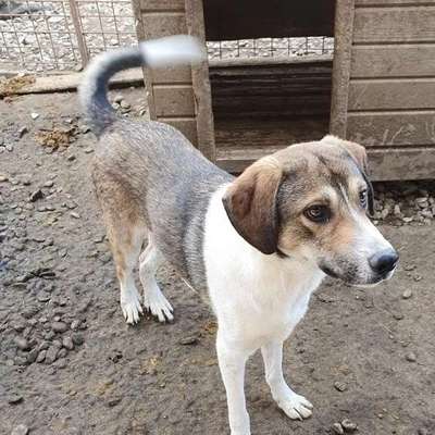 Tierschutzhunde suchen ein Zuhause-Beitrag-Bild