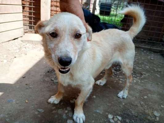 Tierschutzhunde suchen ein Zuhause-Beitrag-Bild