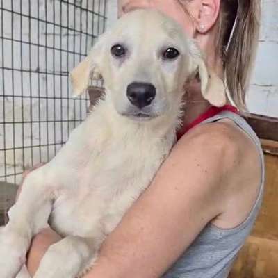 Tierschutzhunde suchen ein Zuhause-Beitrag-Bild