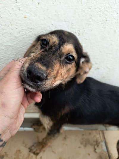Tierschutzhunde suchen ein Zuhause-Beitrag-Bild