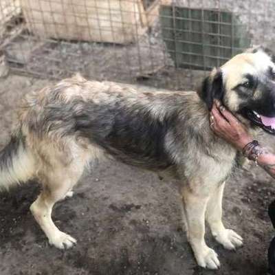 Tierschutzhunde suchen ein Zuhause-Beitrag-Bild