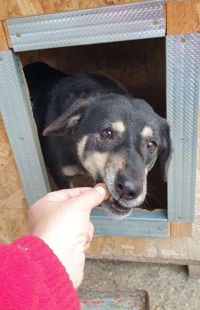 Tierschutzhunde suchen ein Zuhause-Beitrag-Bild