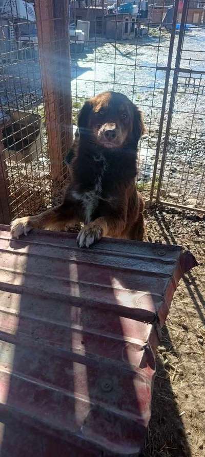 Tierschutzhunde suchen ein Zuhause-Beitrag-Bild