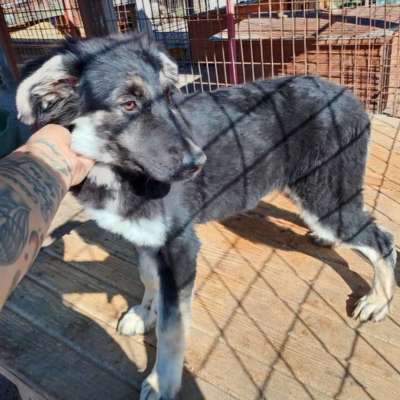 Tierschutzhunde suchen ein Zuhause-Beitrag-Bild