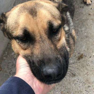 Tierschutzhunde suchen ein Zuhause-Beitrag-Bild