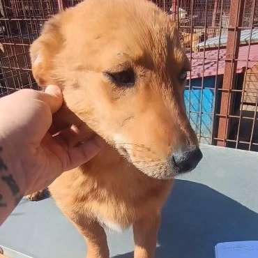 Tierschutzhunde suchen ein Zuhause-Beitrag-Bild