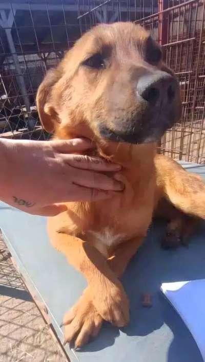 Tierschutzhunde suchen ein Zuhause-Beitrag-Bild