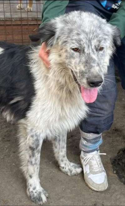 Tierschutzhunde suchen ein Zuhause-Beitrag-Bild