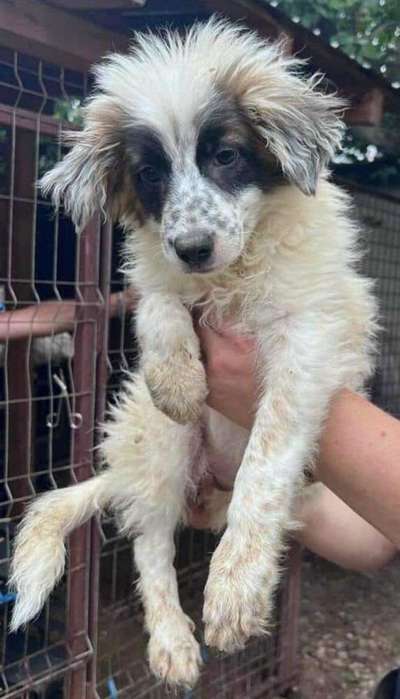 Tierschutzhunde suchen ein Zuhause-Beitrag-Bild