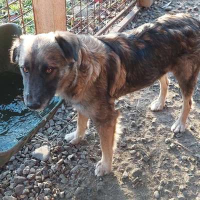 Tierschutzhunde suchen ein Zuhause-Beitrag-Bild