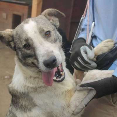 Tierschutzhunde suchen ein Zuhause-Beitrag-Bild