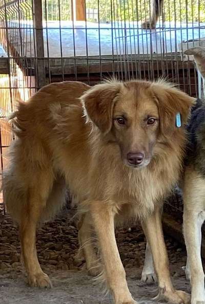 Tierschutzhunde suchen ein Zuhause-Beitrag-Bild