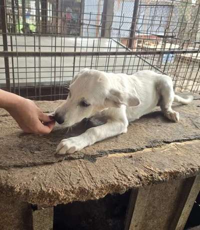 Tierschutzhunde suchen ein Zuhause-Beitrag-Bild