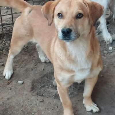 Tierschutzhunde suchen ein Zuhause-Beitrag-Bild