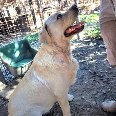 Tierschutzhunde suchen ein Zuhause-Beitrag-Bild