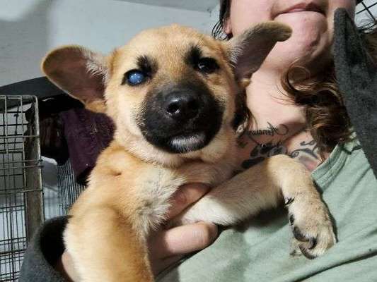 Tierschutzhunde suchen ein Zuhause-Beitrag-Bild