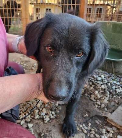 Tierschutzhunde suchen ein Zuhause-Beitrag-Bild