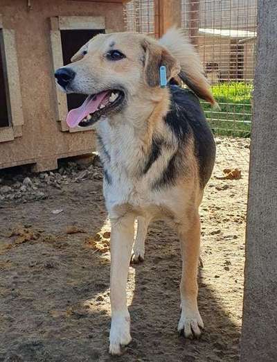 Tierschutzhunde suchen ein Zuhause-Beitrag-Bild