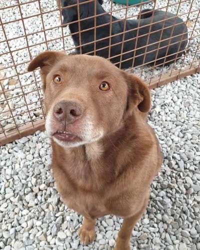 Tierschutzhunde suchen ein Zuhause-Beitrag-Bild